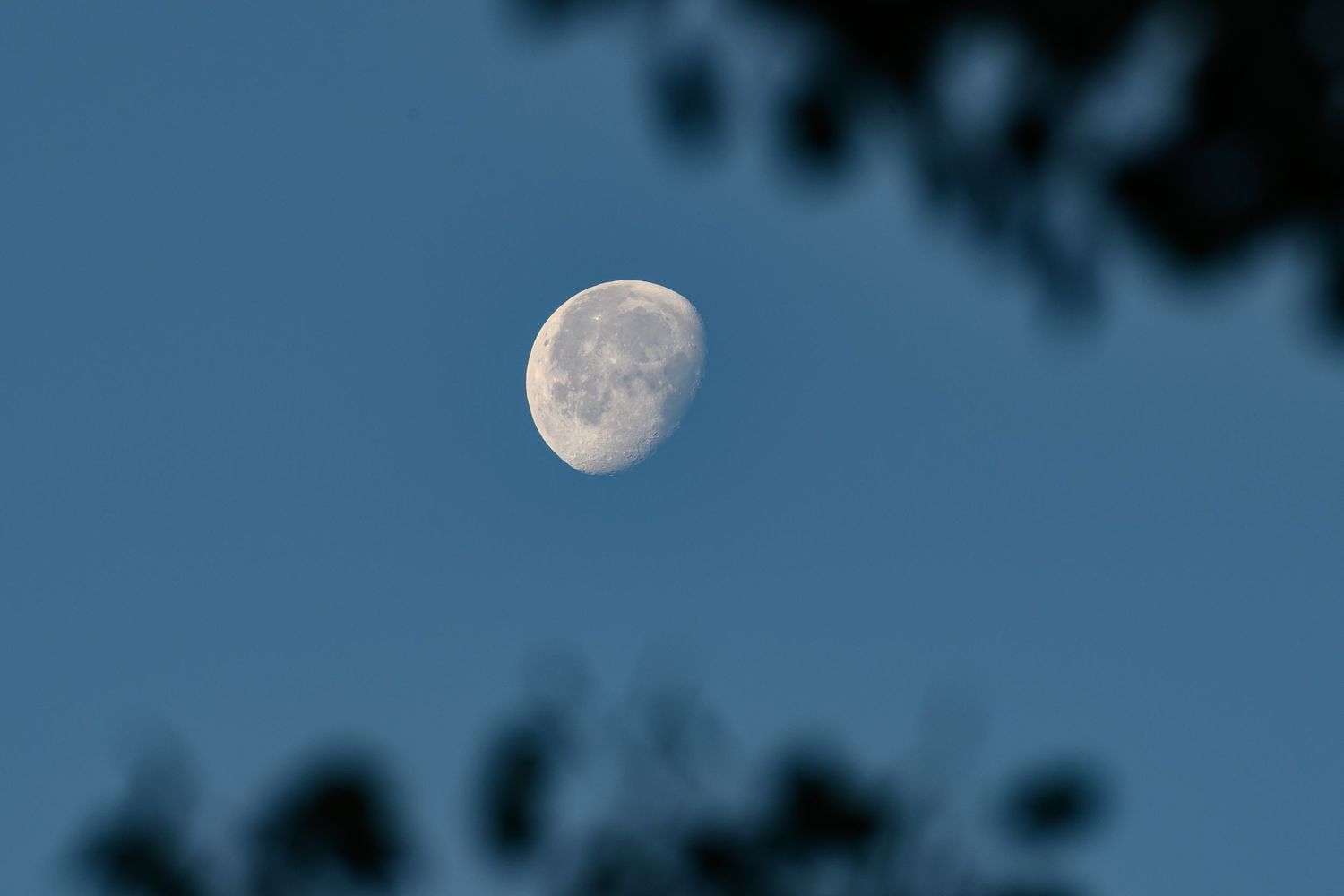 Waxing gibbous moon in a clear blue sky framed by dark silhouetted tree branches.