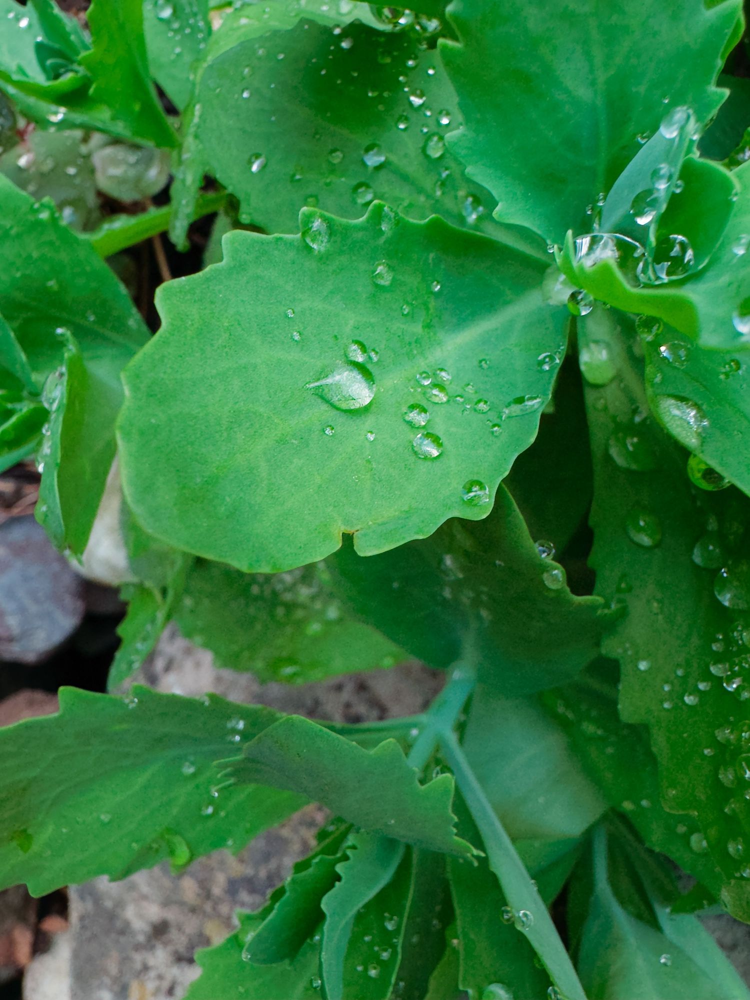 Close-up of fresh green leaves covered in glistening water droplets after rainfall in a garden.
