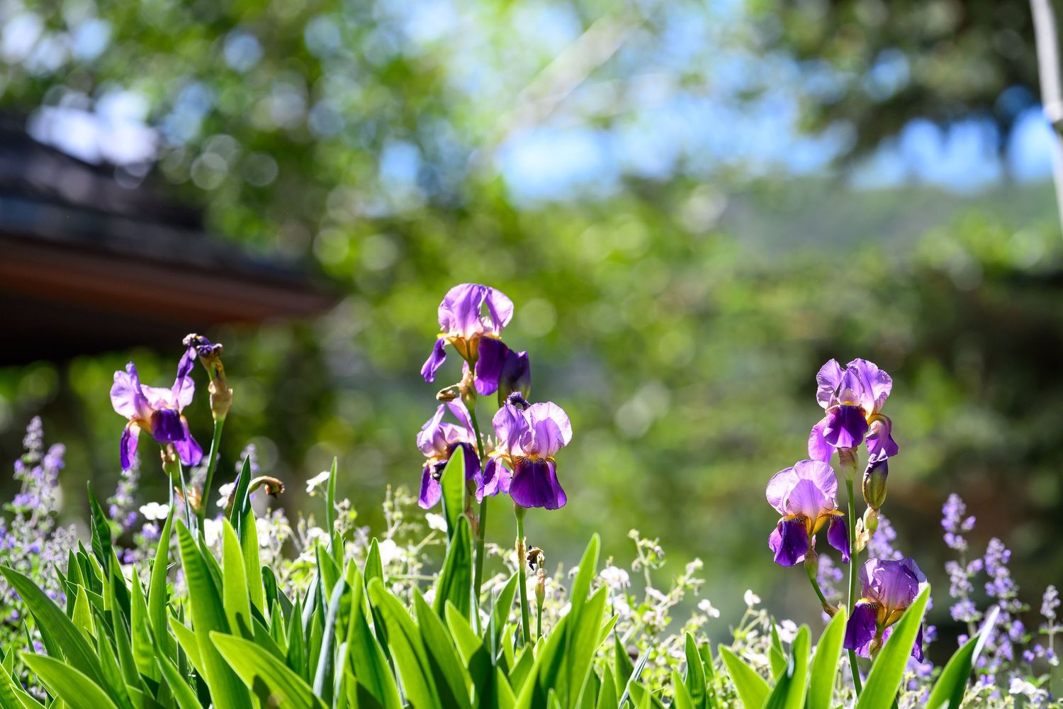 Purple bearded iris flowers blooming in a sunny garden with lavender plants.
