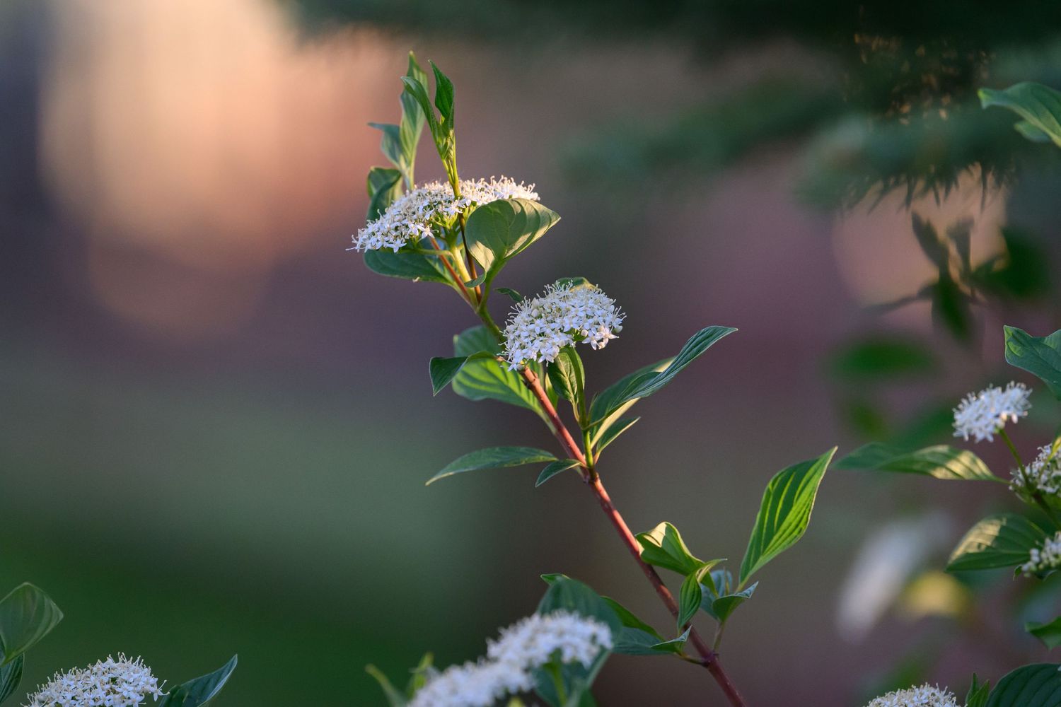 White flowering shrub branch with green leaves in soft evening garden light.