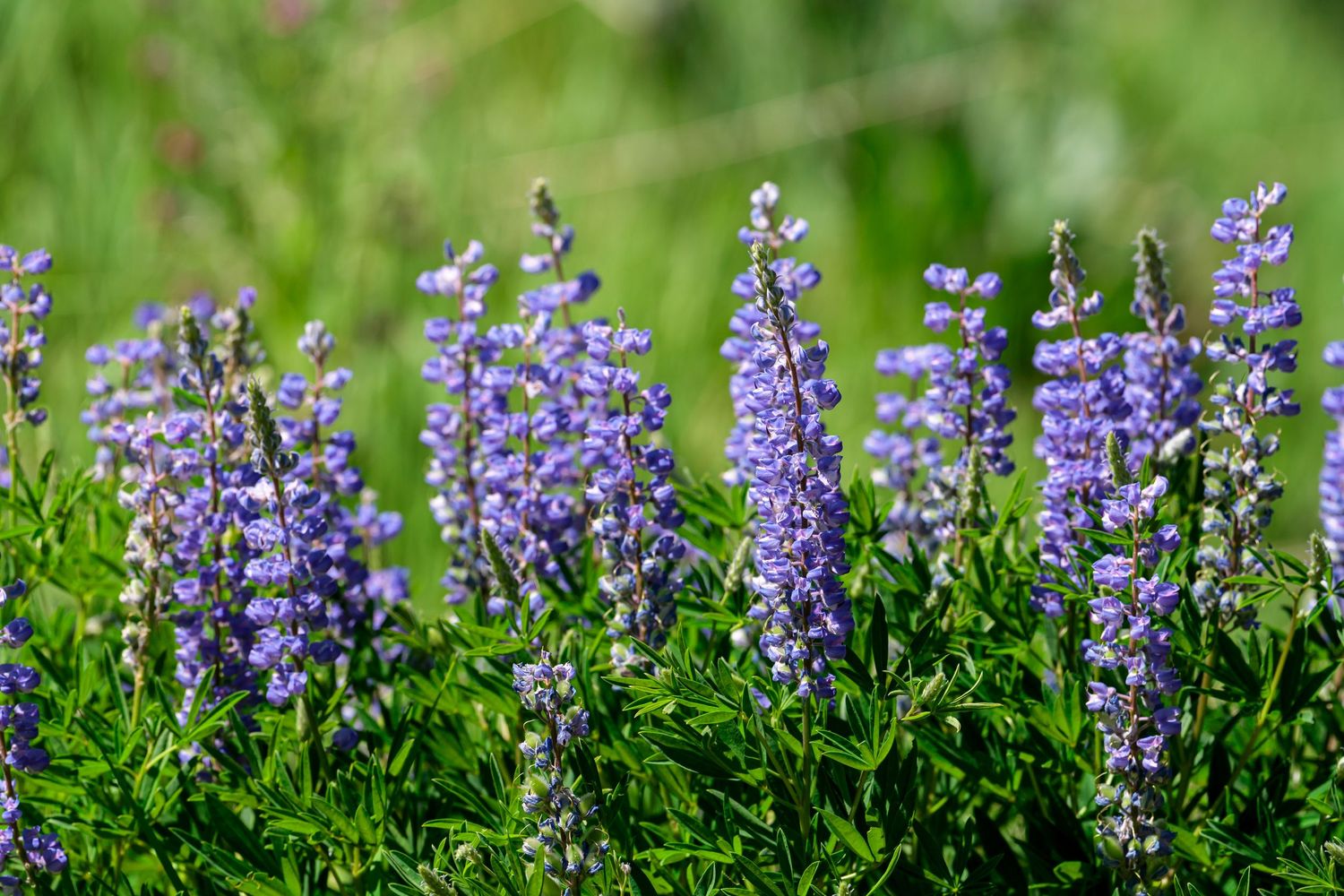 Purple lupine flowers blooming in a lush green meadow on a sunny day.