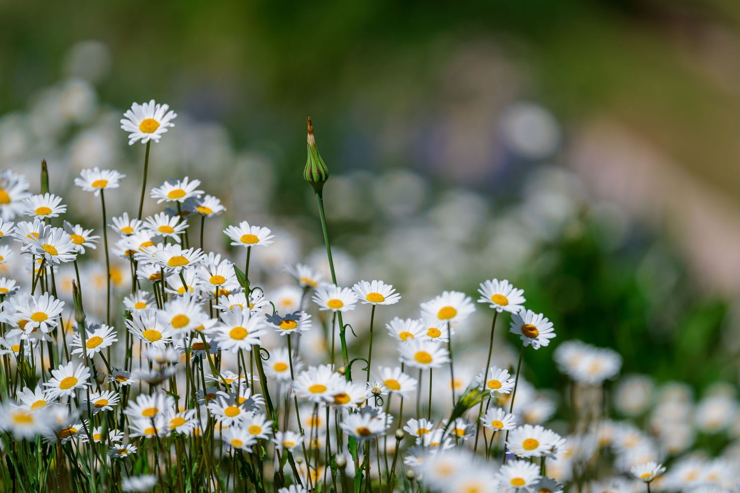 Field of white daisy flowers with yellow centers blooming in soft natural light.