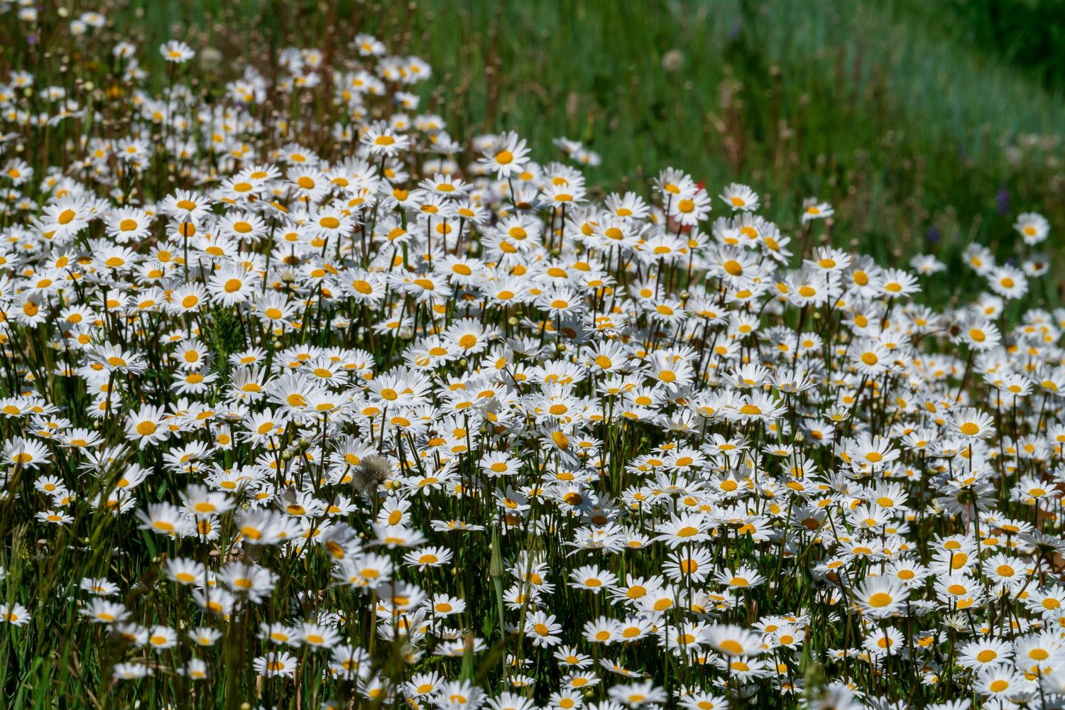 Dense meadow of white daisy flowers with yellow centers in natural sunlight.