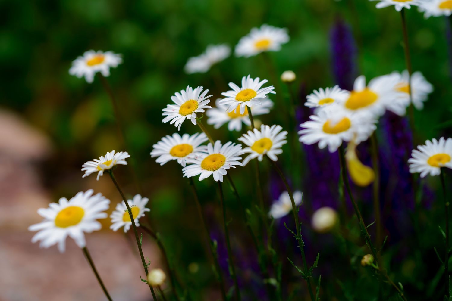 White daisy flowers with yellow centers growing in a garden with purple flowers.