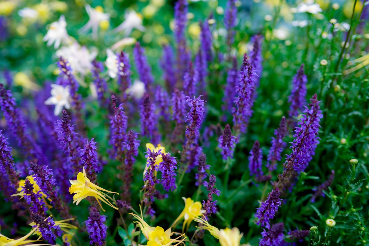 Purple salvia and yellow columbine flowers blooming together in a colorful garden.