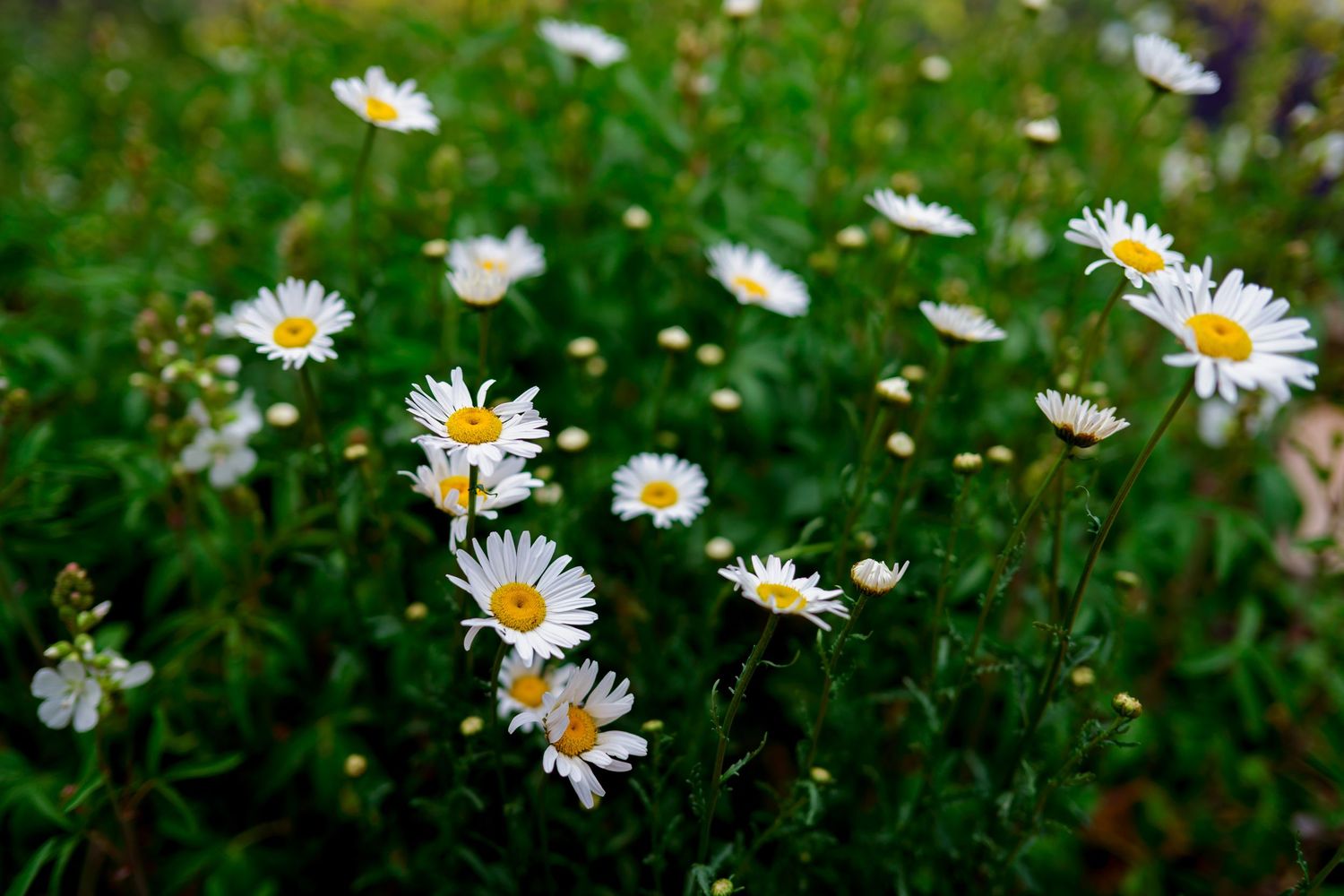 White daisy flowers with yellow centers growing in a lush green garden.