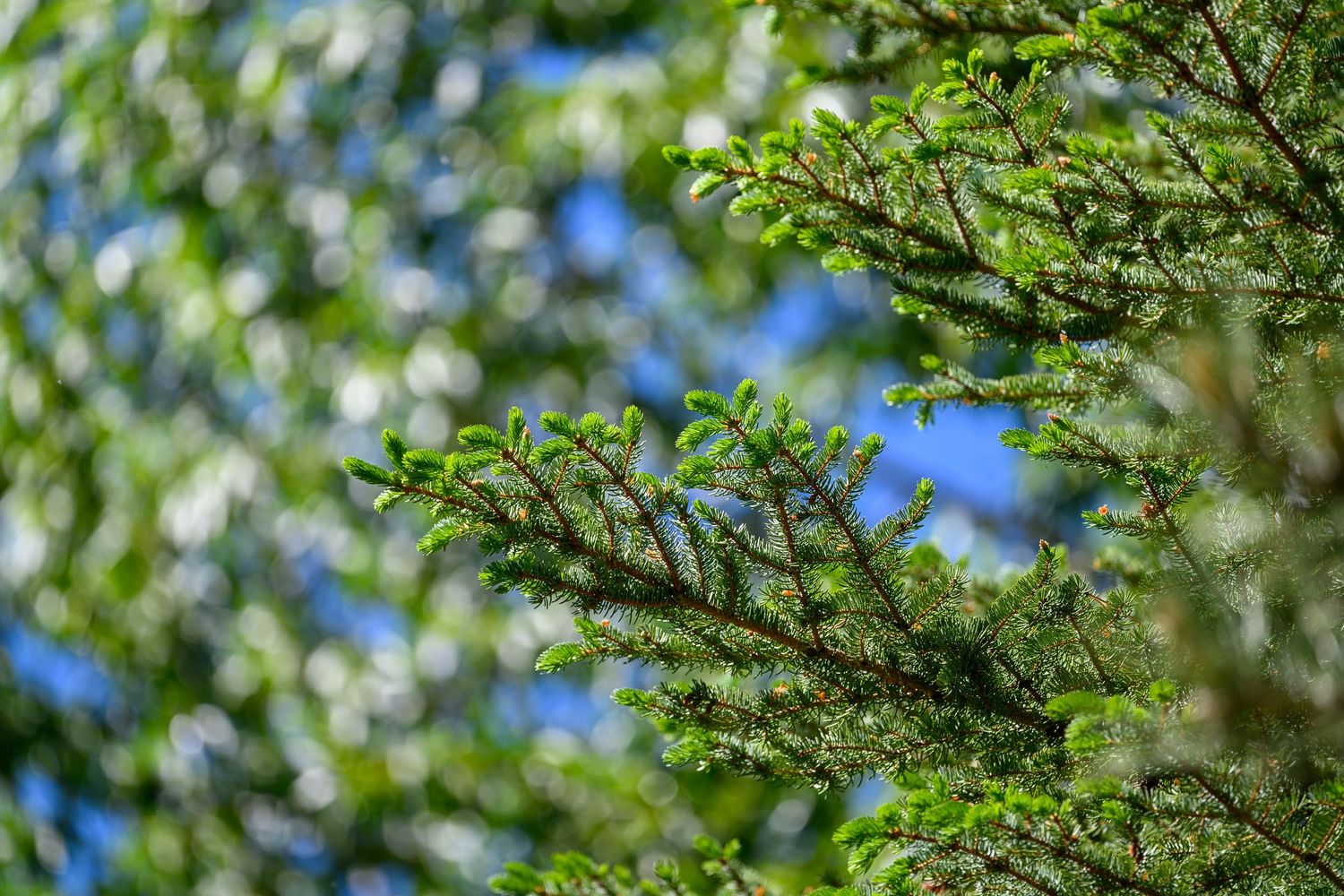 Fresh green spruce tree branches with new growth against a blue sky.