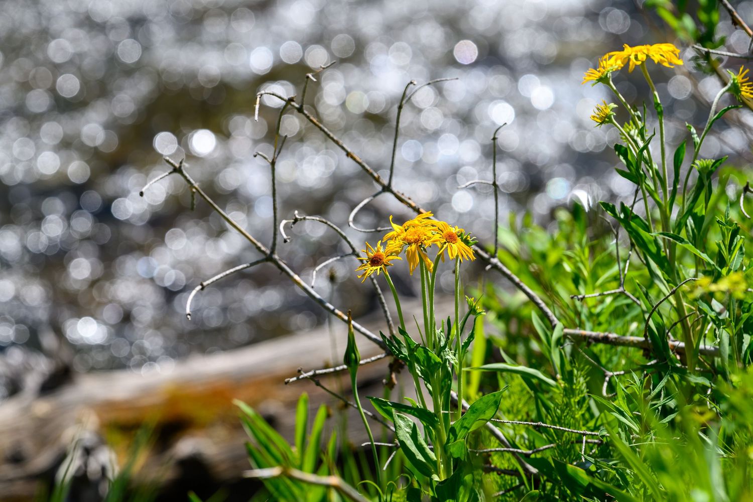 Yellow wildflowers blooming near a sparkling river with green foliage in foreground.