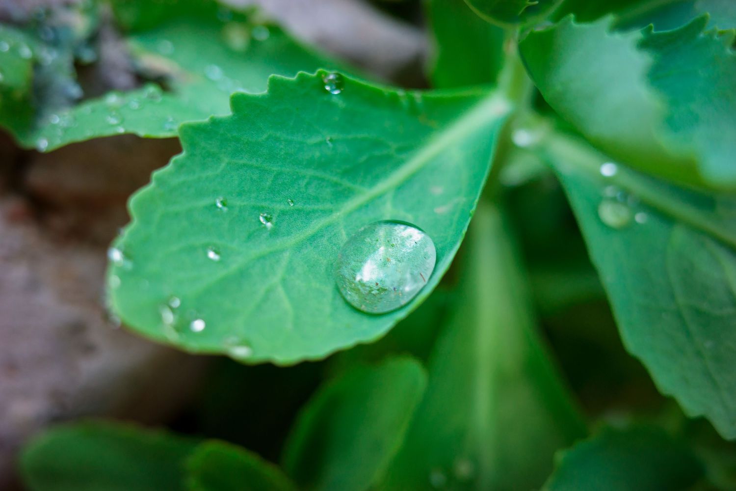 Close-up of a large water droplet resting on a bright green leaf.