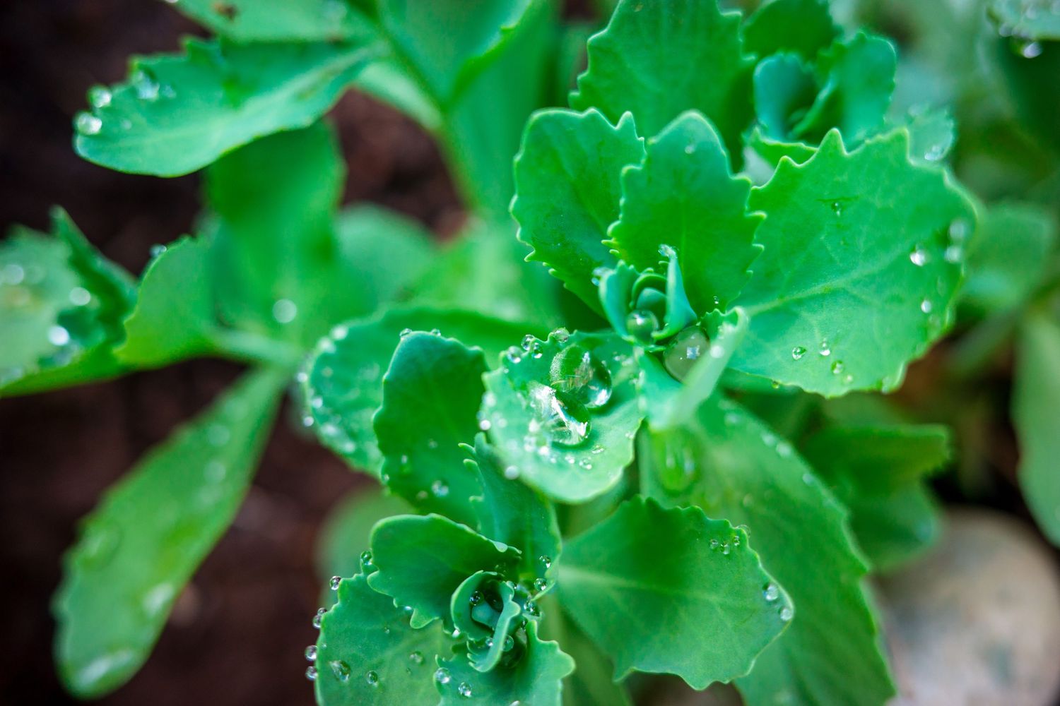 Close-up of green leafy plant with water droplets after rain in a garden.