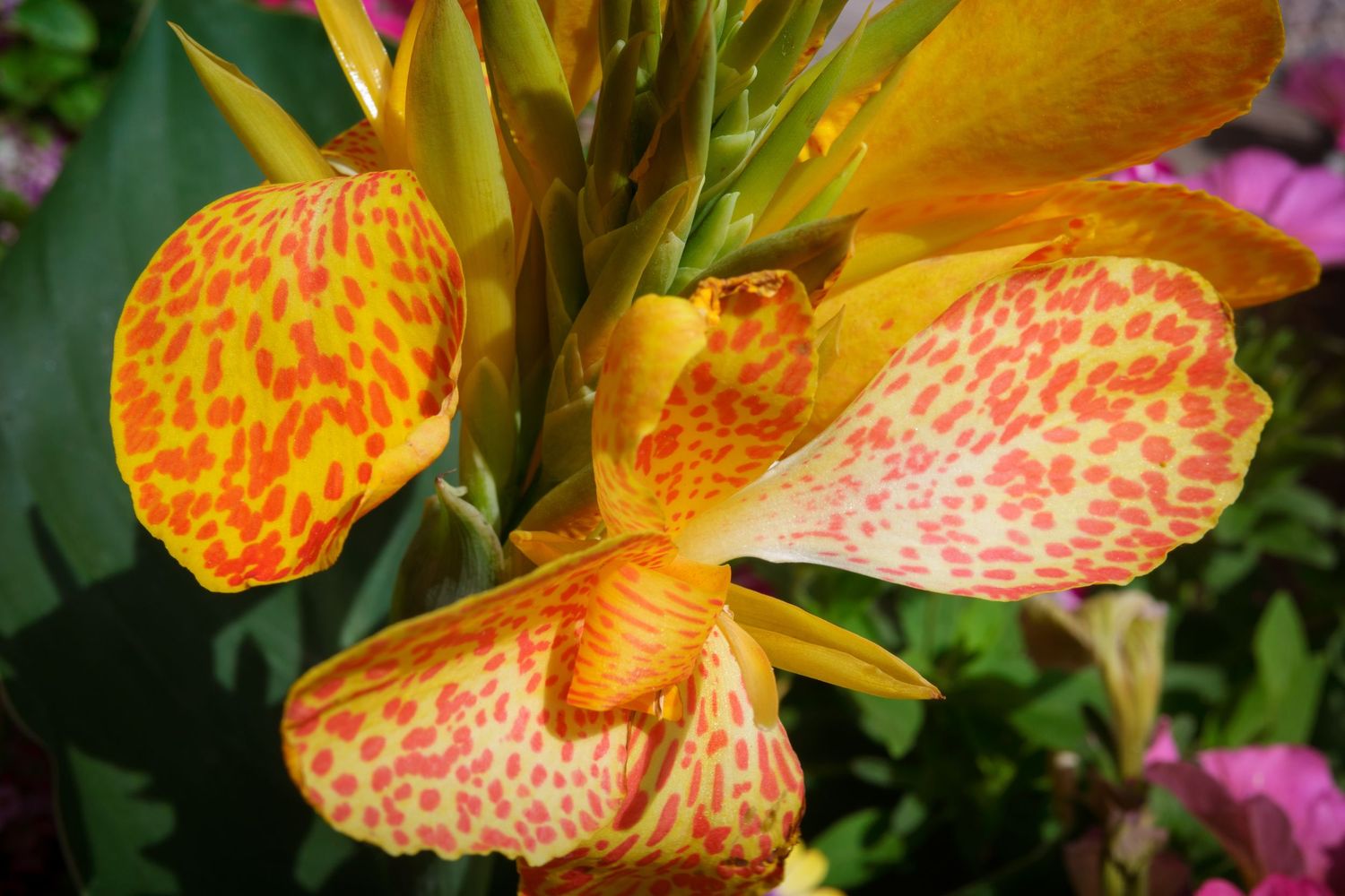Vibrant yellow and orange spotted canna lily flowers blooming in a garden.