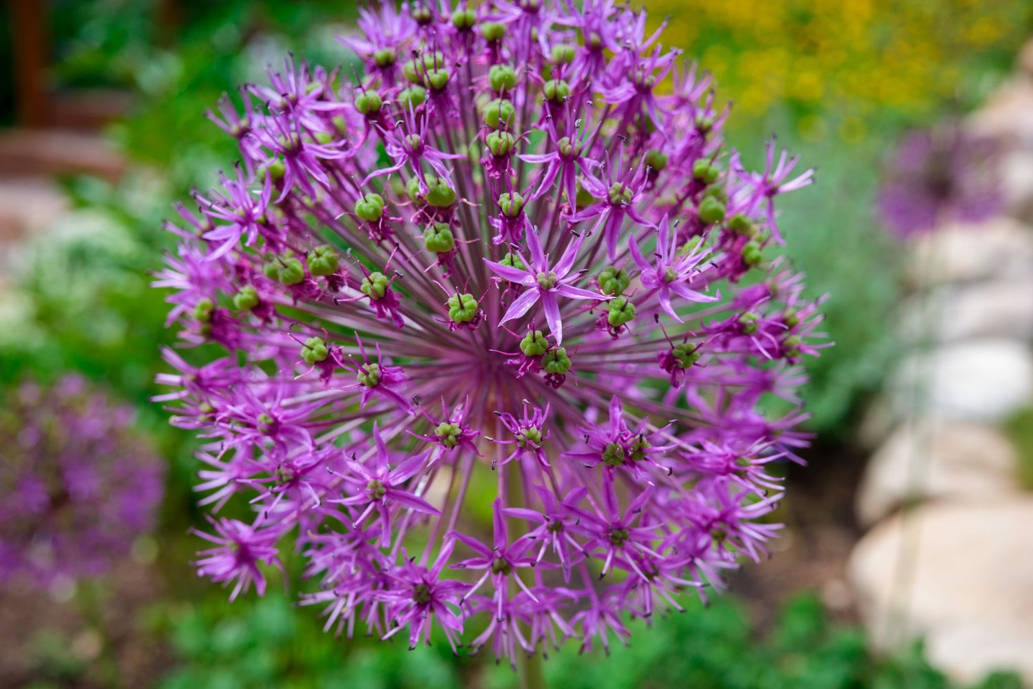 Close-up of a purple allium flower head in full bloom in a garden.