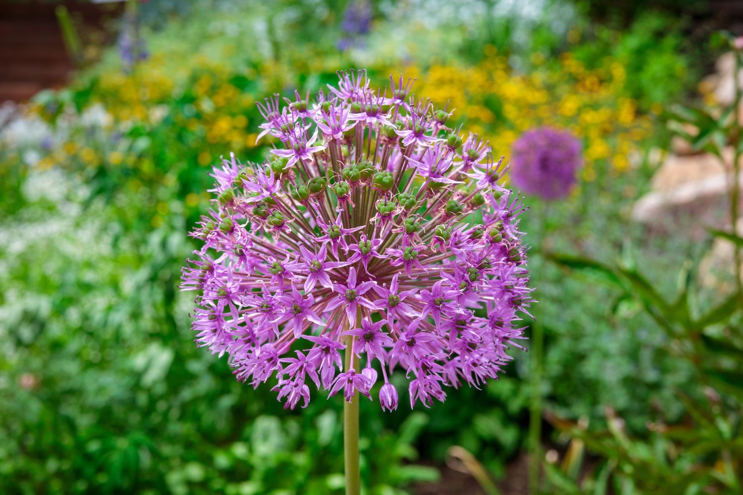 Close-up of a vibrant purple allium flower in full bloom against a lush garden background.