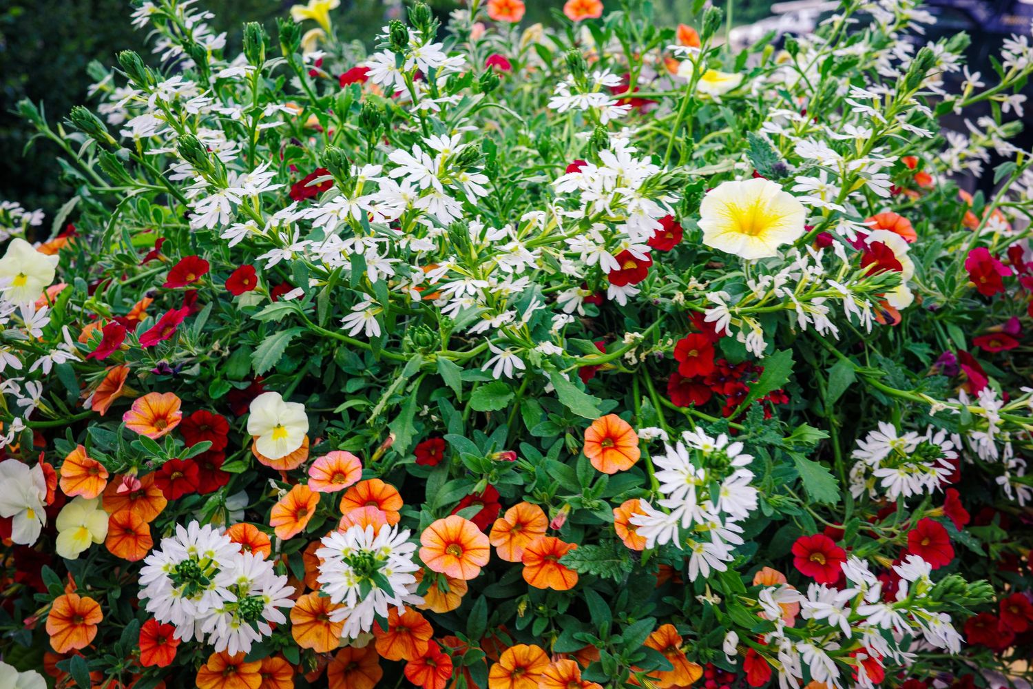 Colorful garden display featuring white daisies, orange and red petunias in full bloom.