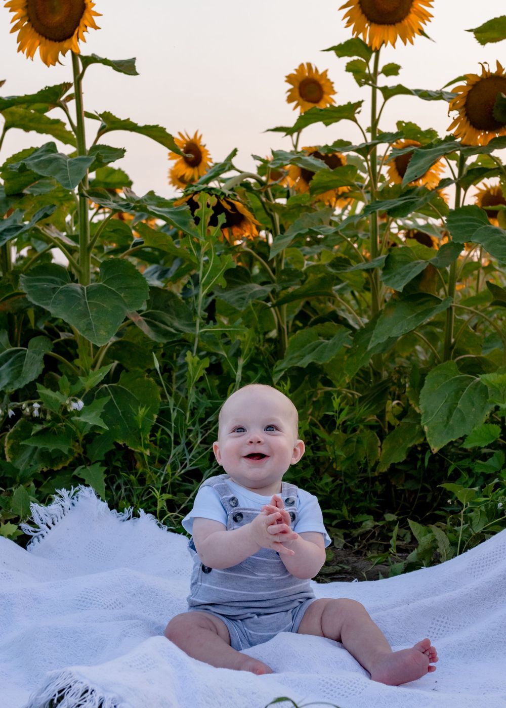 Baby sitting on white blanket surrounded by towering sunflowers.