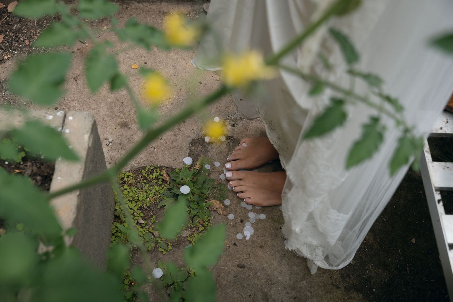 Close-up view of small yellow flowers growing through cracks in a concrete surface.