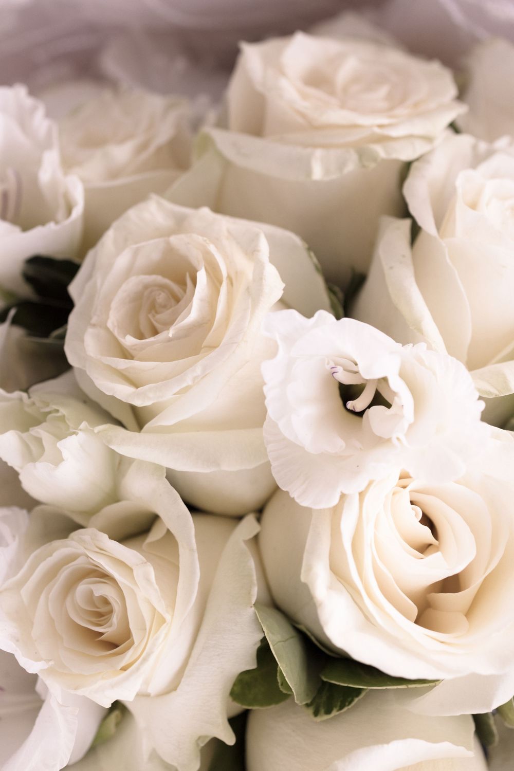 Close-up of delicate white roses with soft petals arranged in an elegant bouquet.