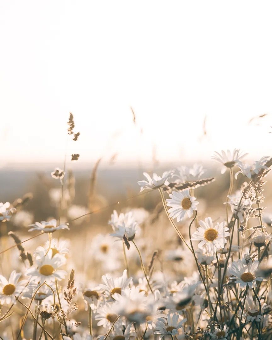 Golden meadow grasses swaying gently in warm evening light.