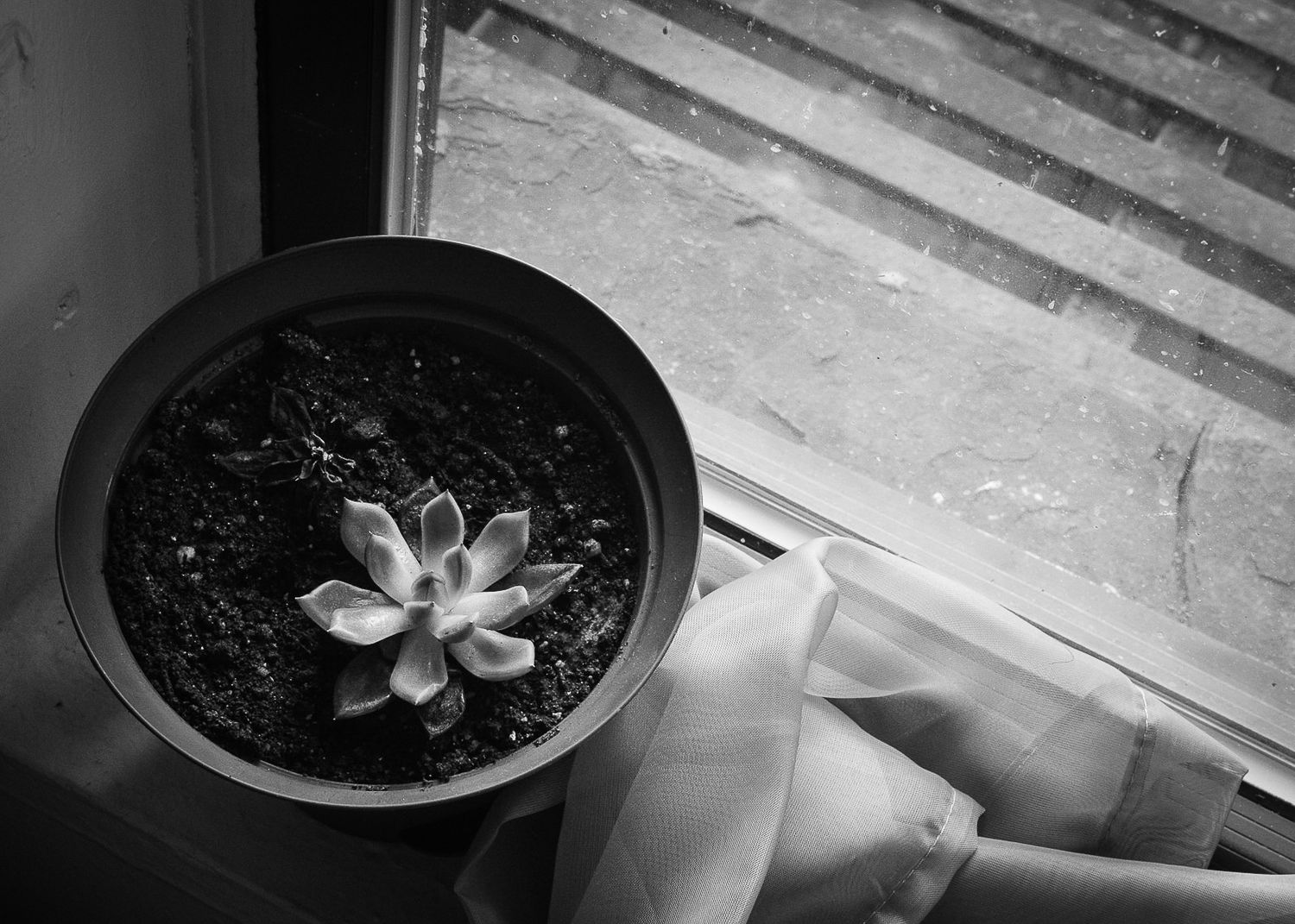 Succulent plant in window sill, New York.