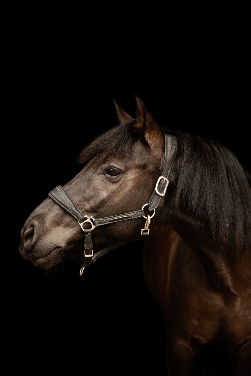 A stunning portrait of a dark bay horse wearing a halter photographed against a black background.