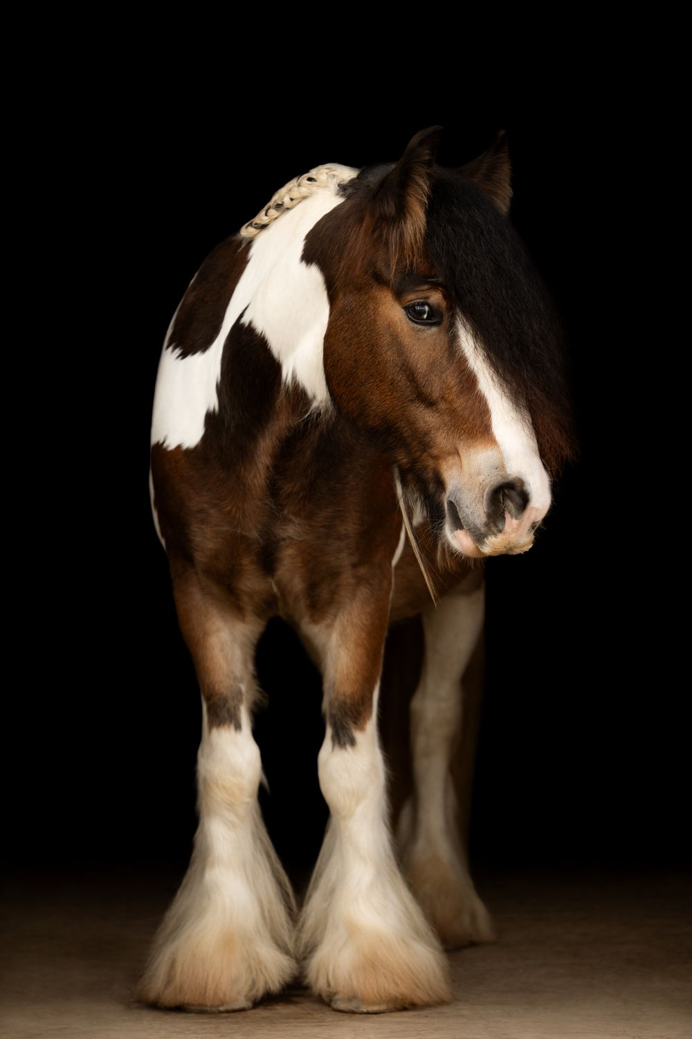 A beautiful brown and white pinto draft horse with feathered legs stands against a black background.