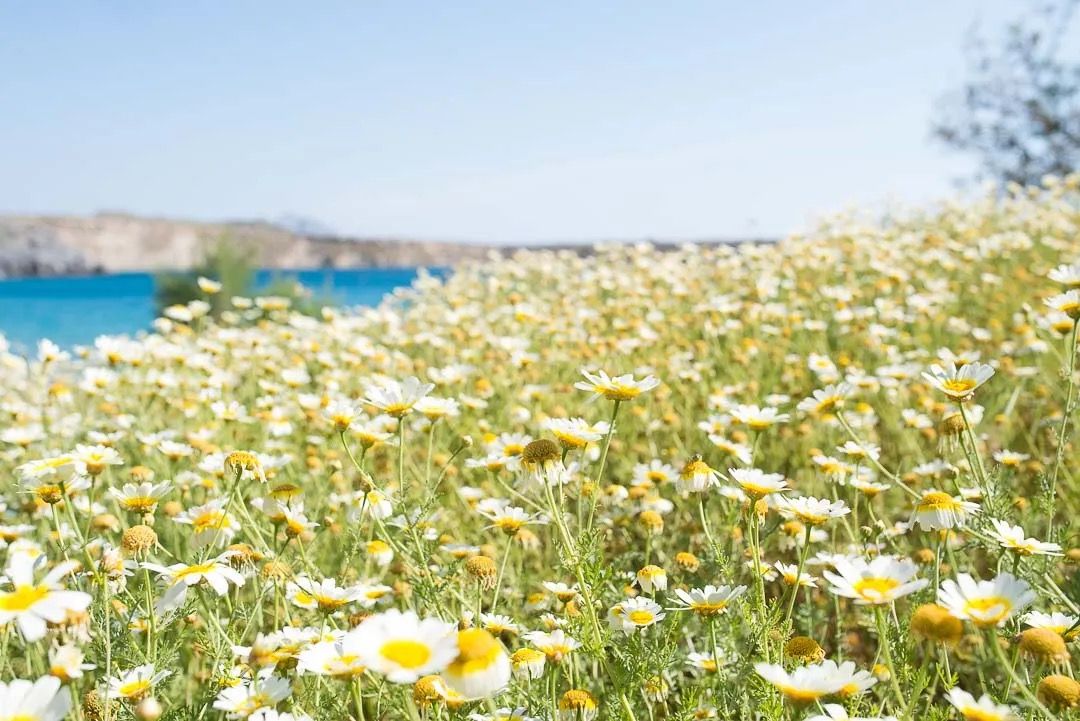 A sunny field of white and yellow daisies overlooking bright blue coastal water.