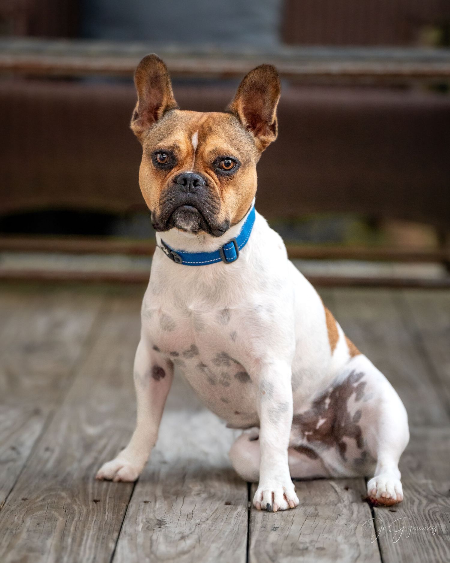 Dog portrait