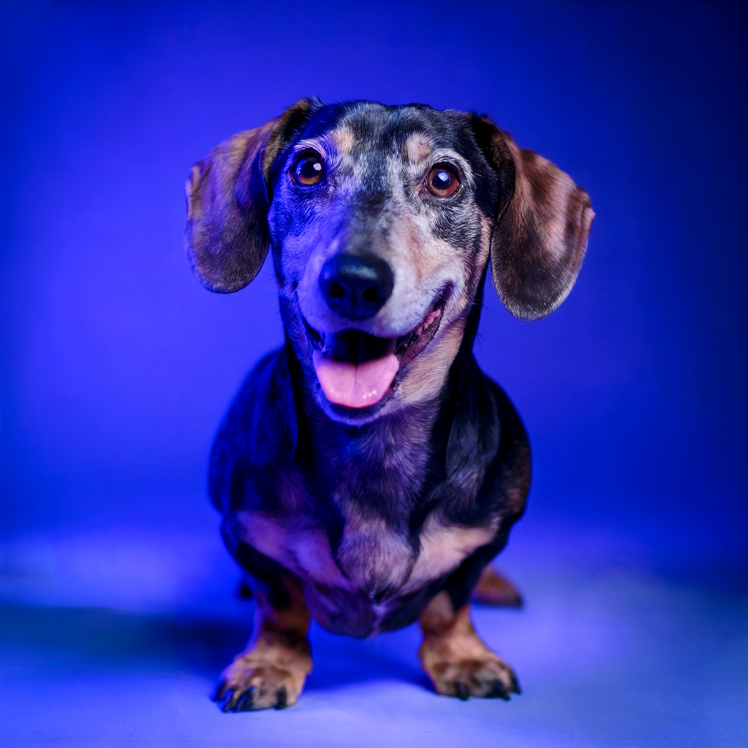 Happy dachshund dog with tongue out against vibrant blue background.