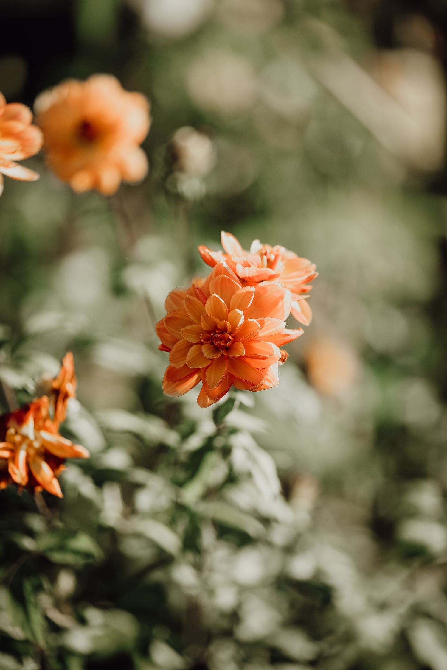 Close-up of a peach-colored dahlia flower in soft focus with bokeh background.