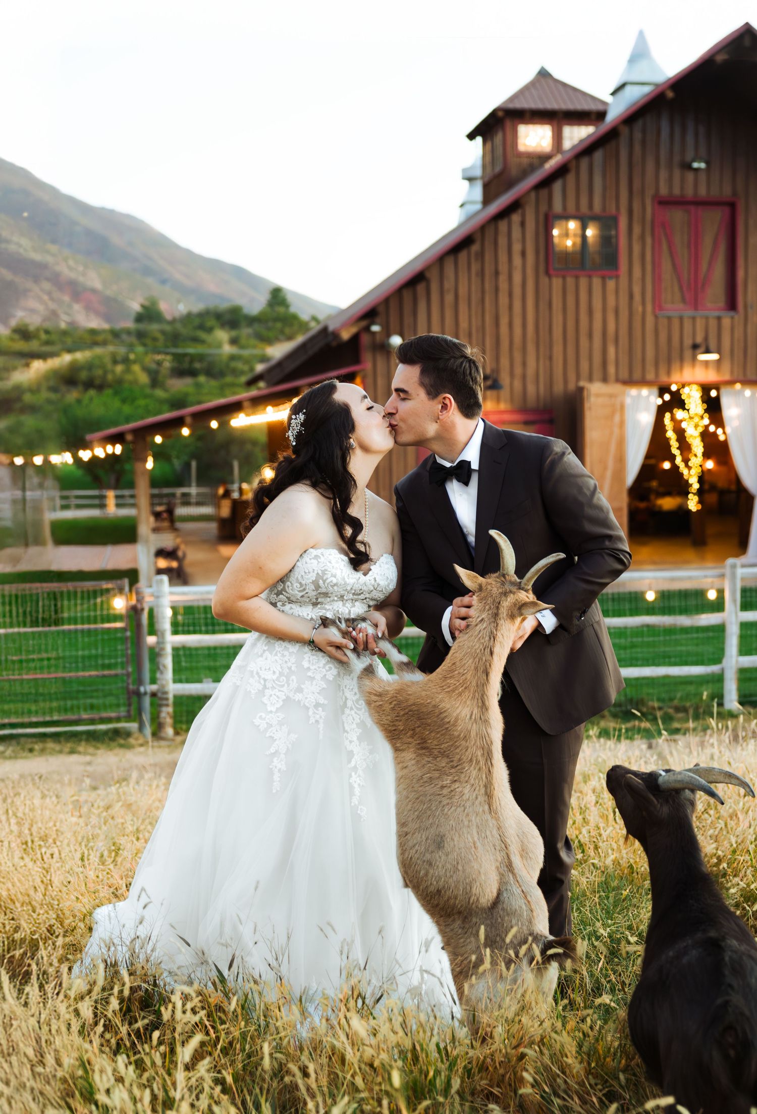 Bride and groom kissing holding a goat in front of the barn at Quiet Meadow Farms in Mapleton, Utah