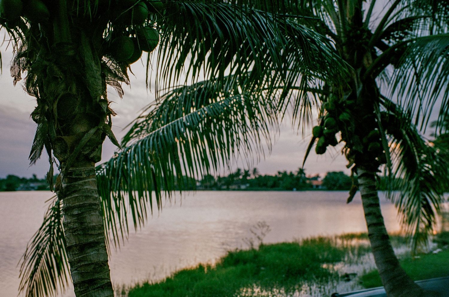 Palm trees frame a serene waterfront view at sunset with calm waters stretching to the horizon.