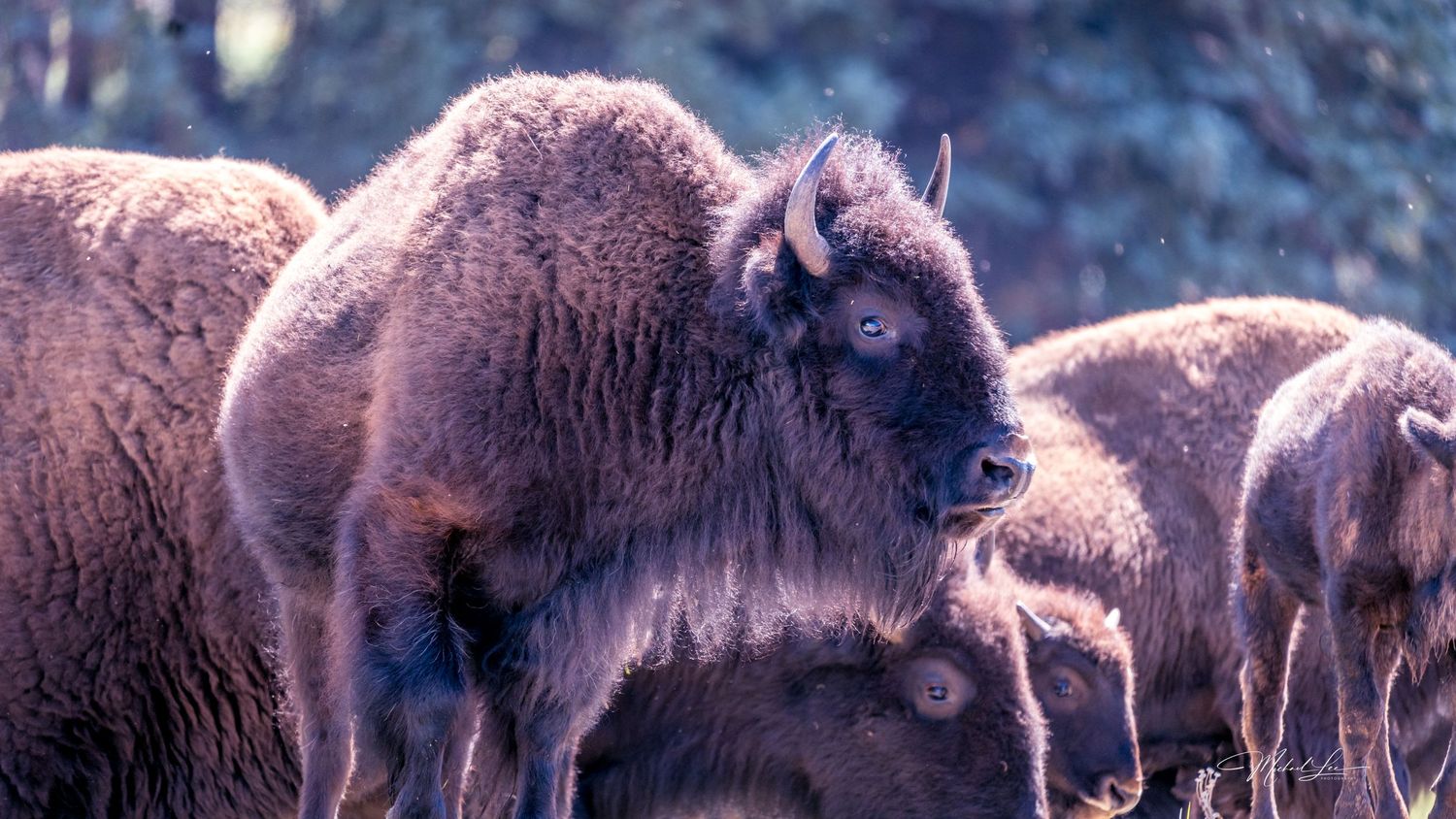Herd of American bison grazing together in natural habitat.