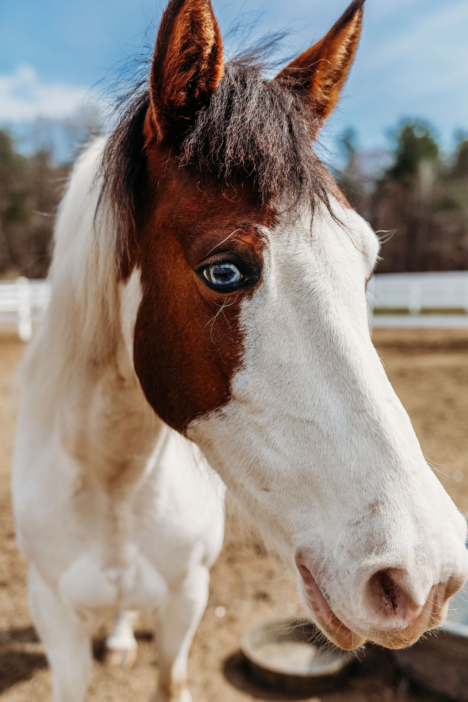 horse