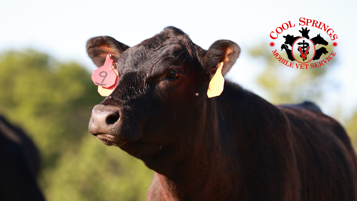 Mobile Vet in Cleveland, NC Horses, dogs, and cows. Farm and family sessions