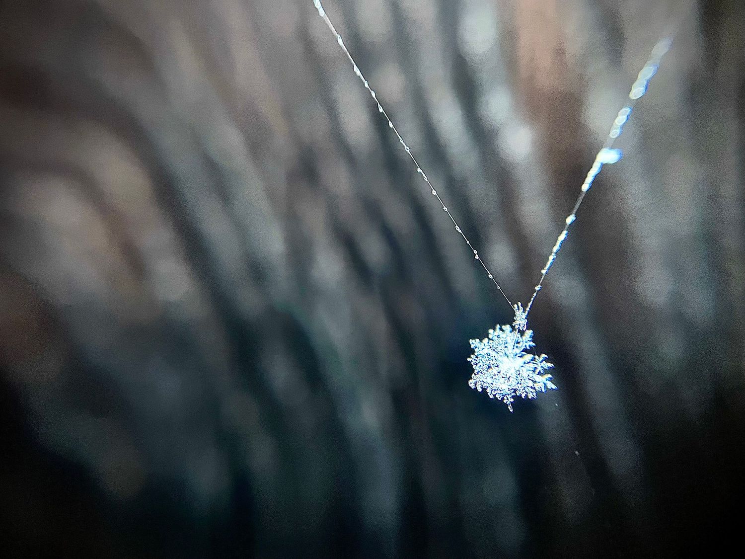 Close-up macro photograph of a single delicate snowflake against a dark blurred background.