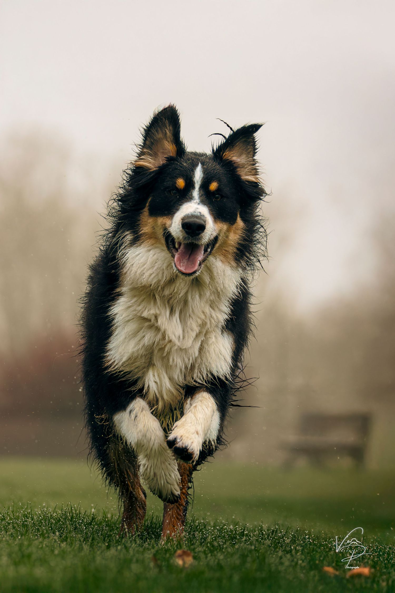 Black and white dog running joyfully through green grass.