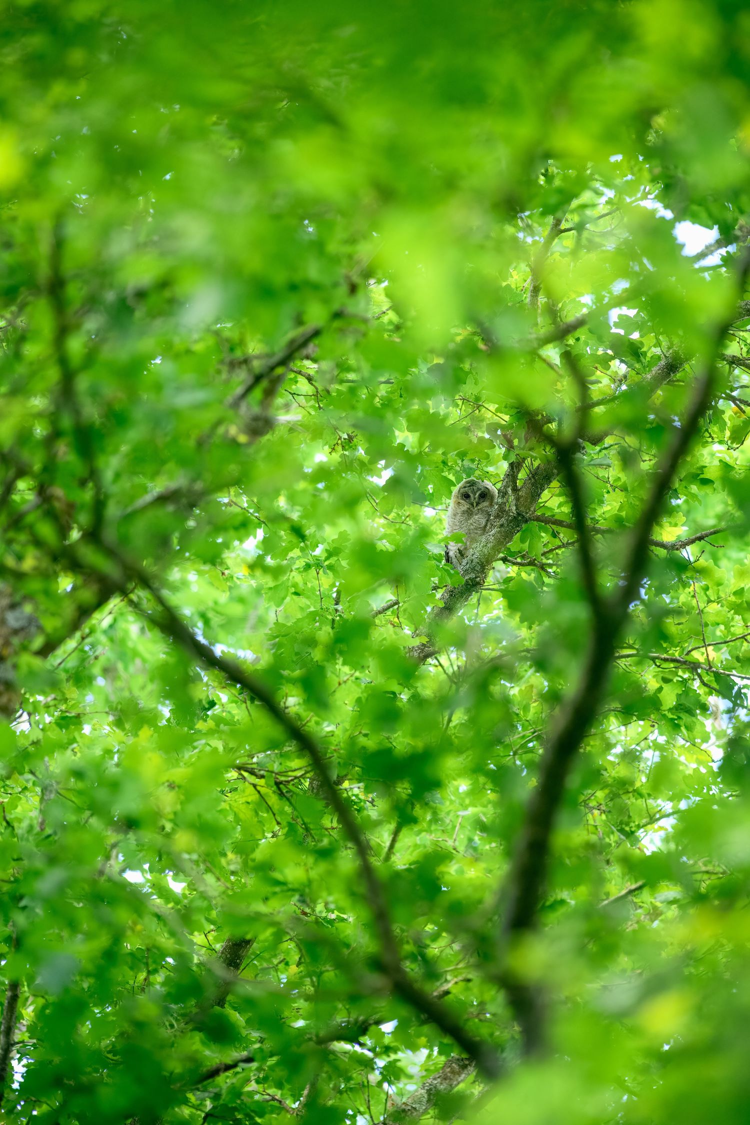 A well-camouflaged owl perched on a branch surrounded by vibrant green leaves in a lush forest.