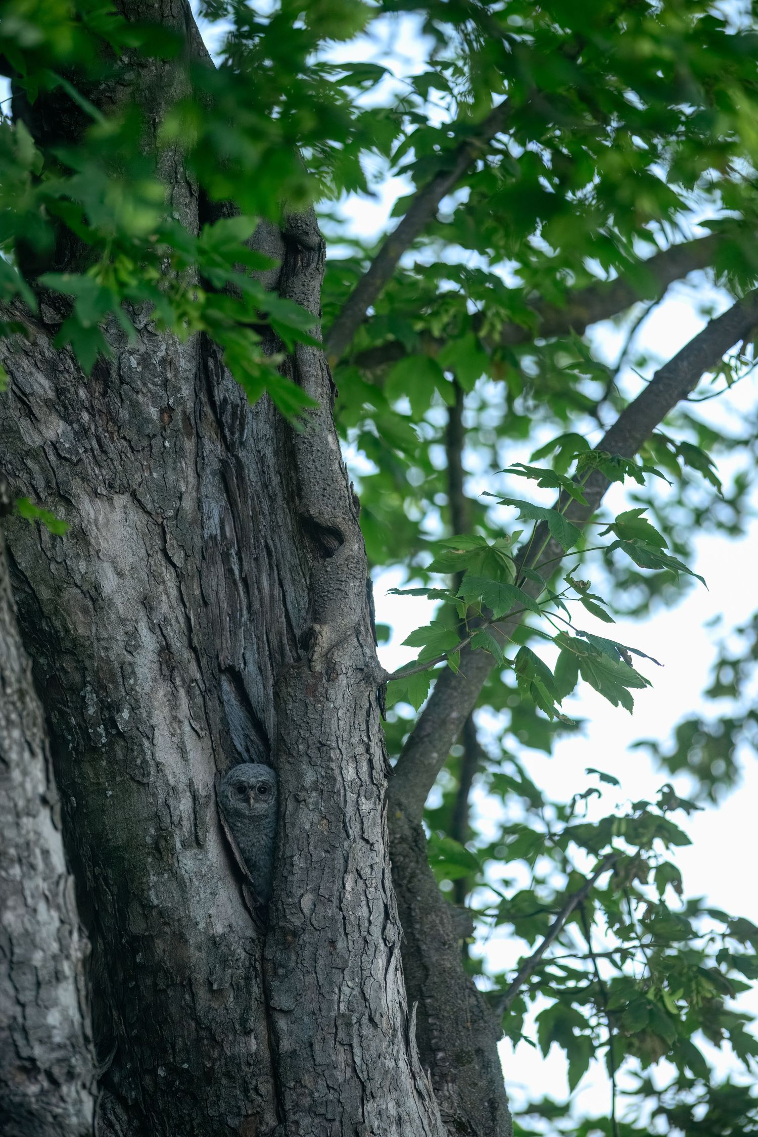 A carved wooden face mask embedded in the bark of a large tree trunk surrounded by green leaves.