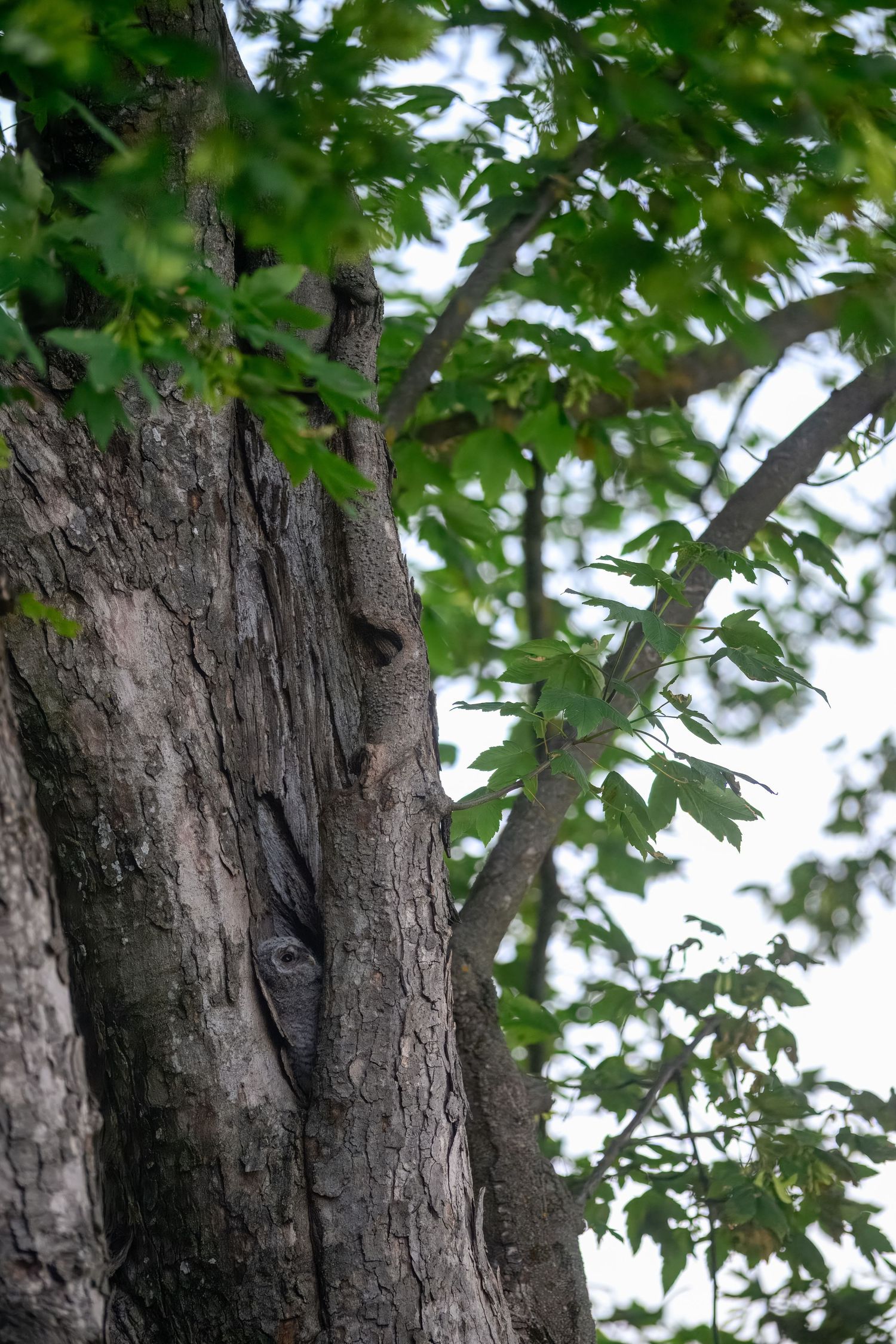 An owl camouflaged in a tree hollow, blending with the textured bark surrounded by lush green leaves.