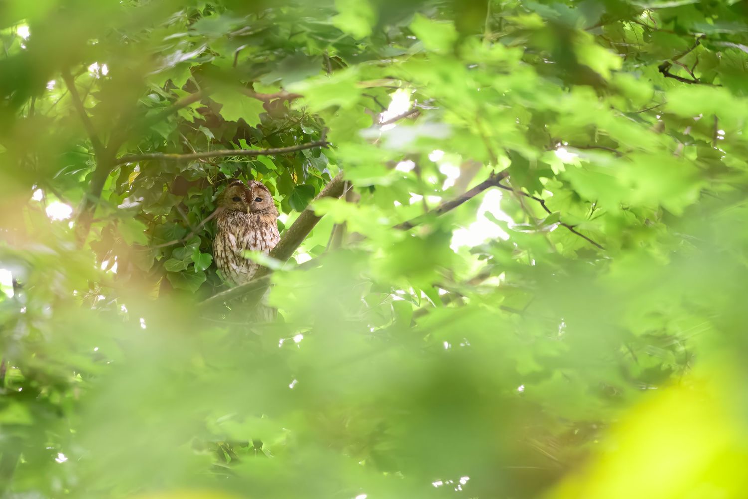 Lush green foliage and leaves create a natural canopy with bright sunlight filtering through the branches.