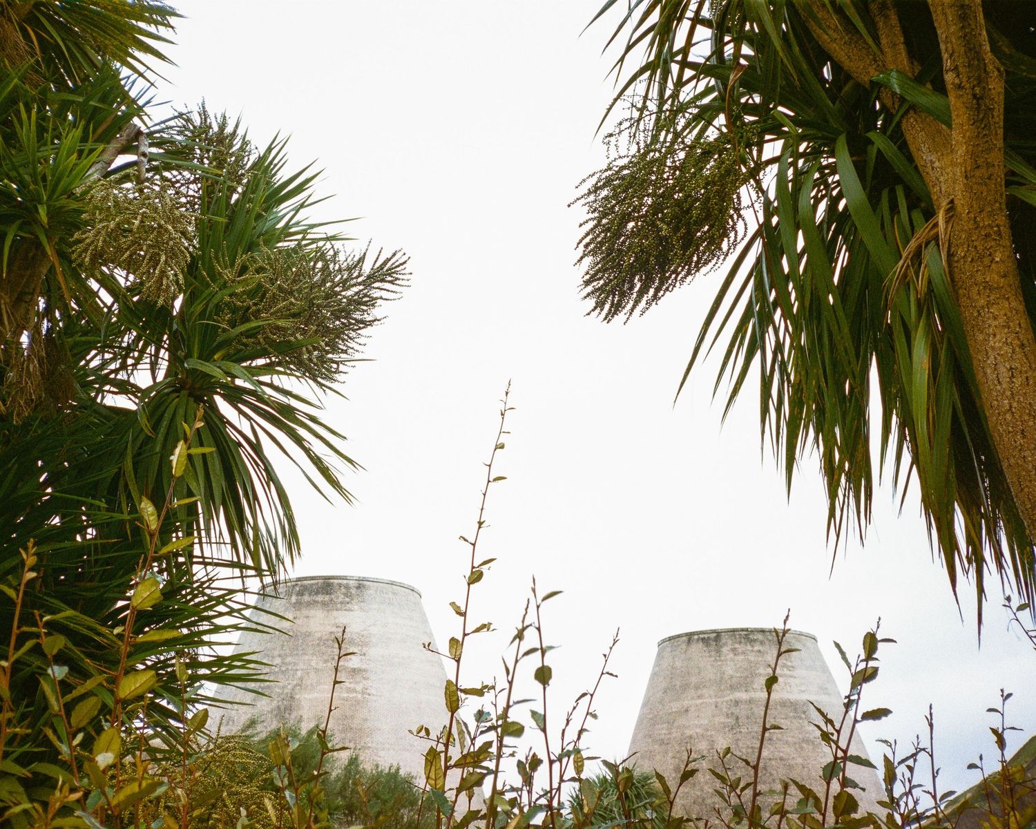 Palm trees and tropical plants frame white architectural structures against a bright sky.
