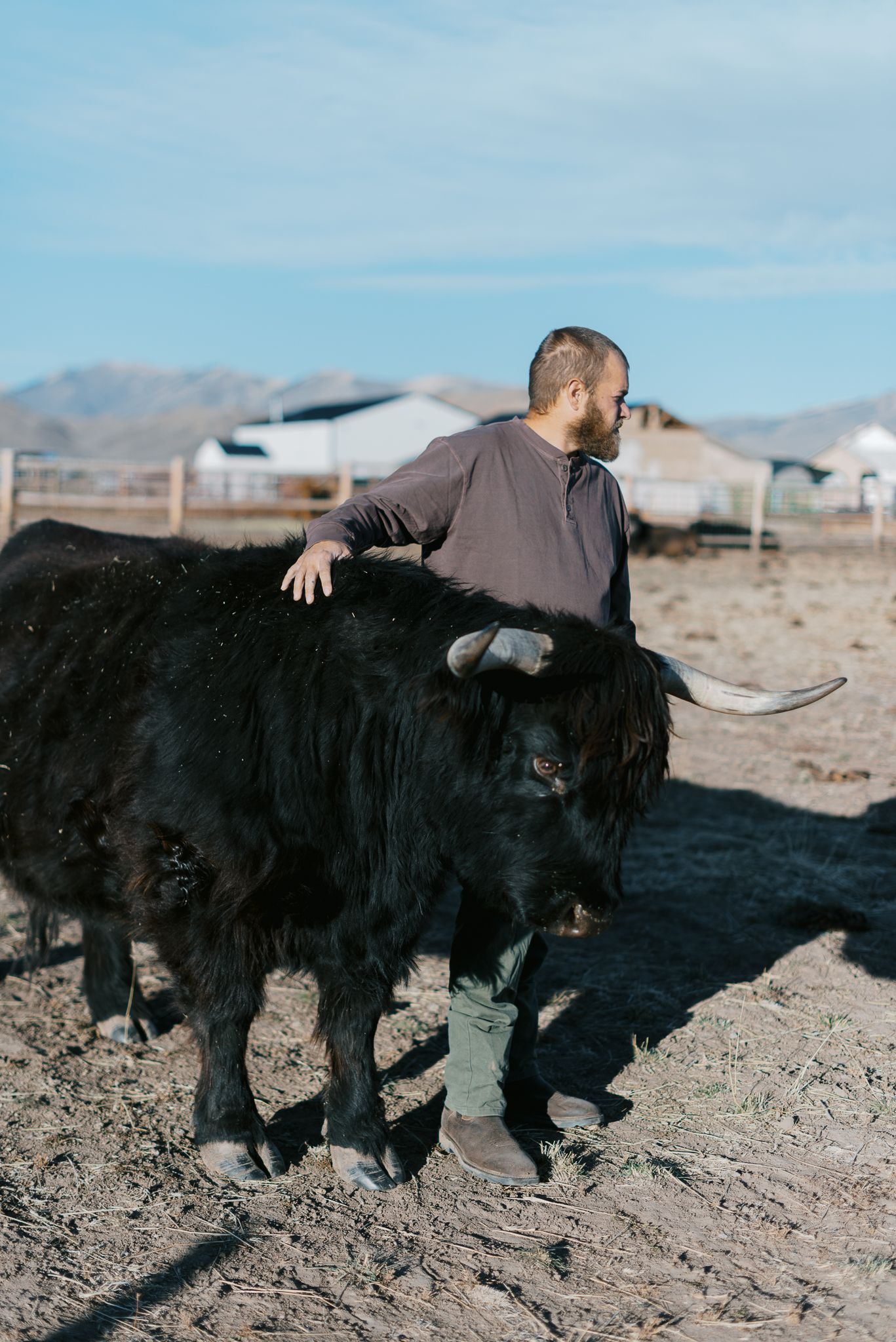 a man and a black steer with horns taken on a regenerative ranch in idaho