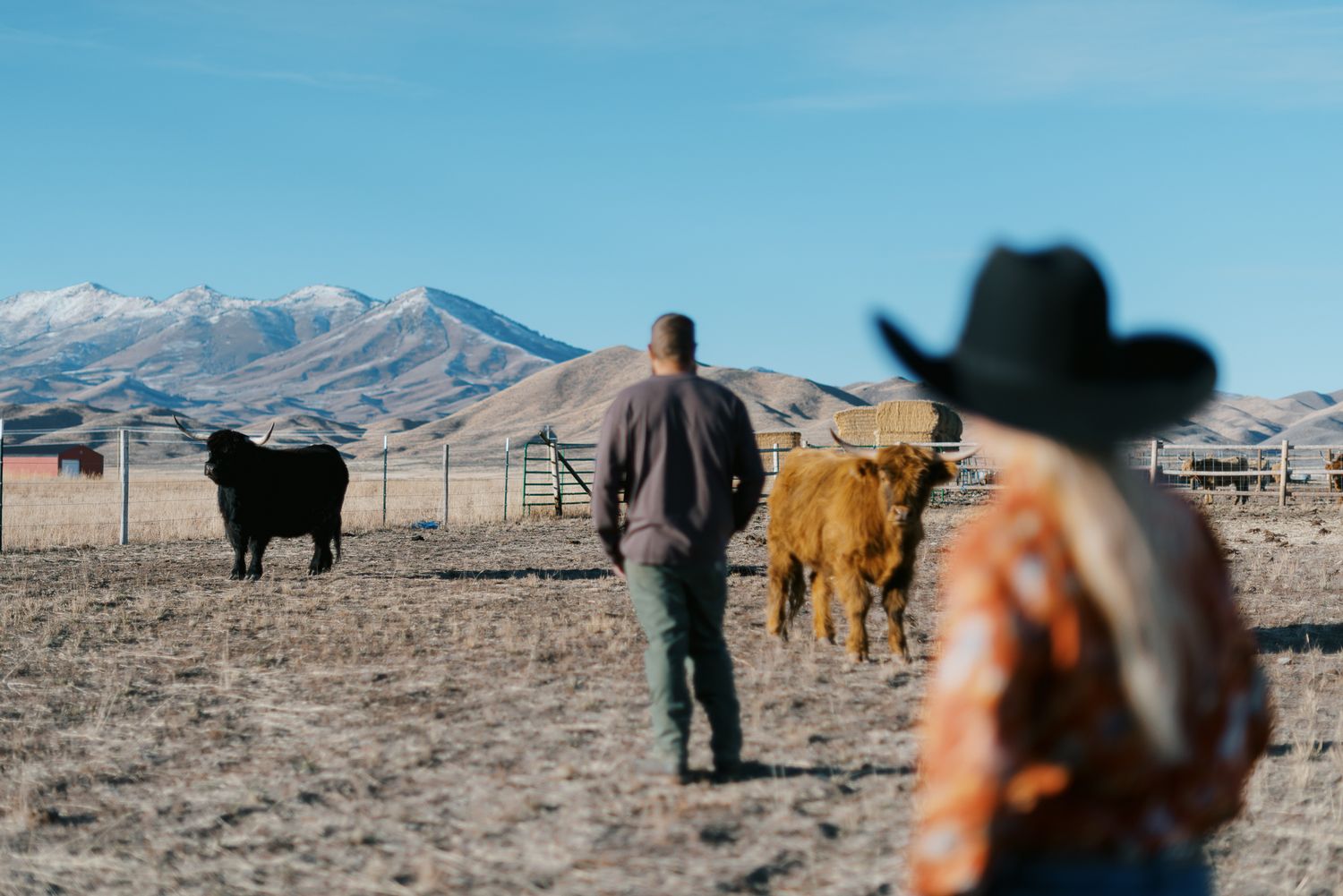 idaho mountains with a cowgirl in the foreground and her dad and cows in the distance