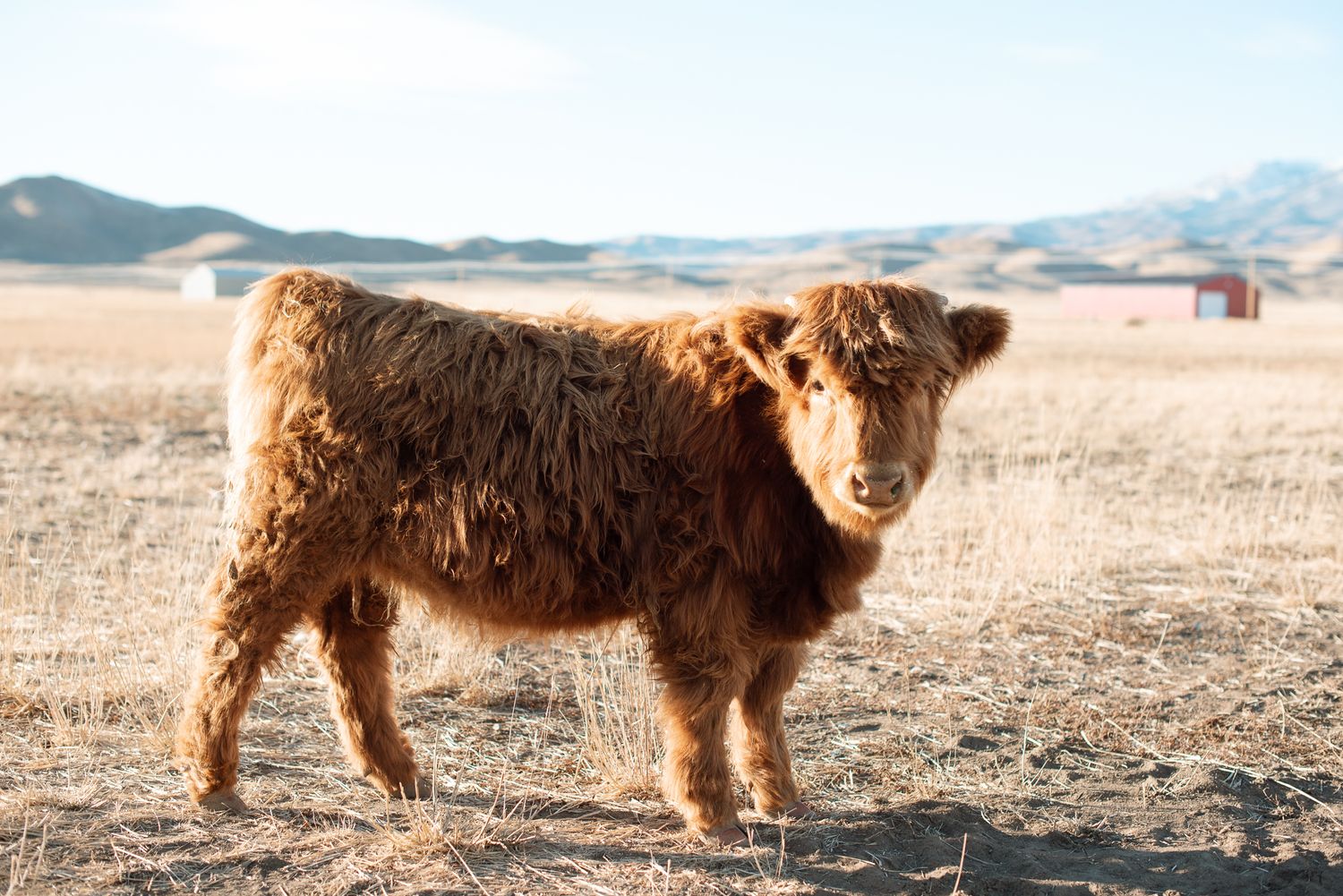 highland cattle herd