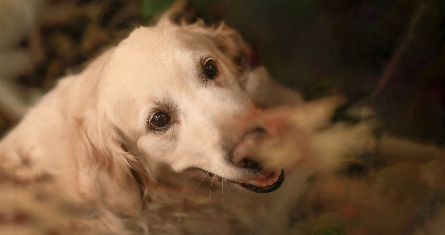 Barnsley, dog photography, dog photos, dog photographer