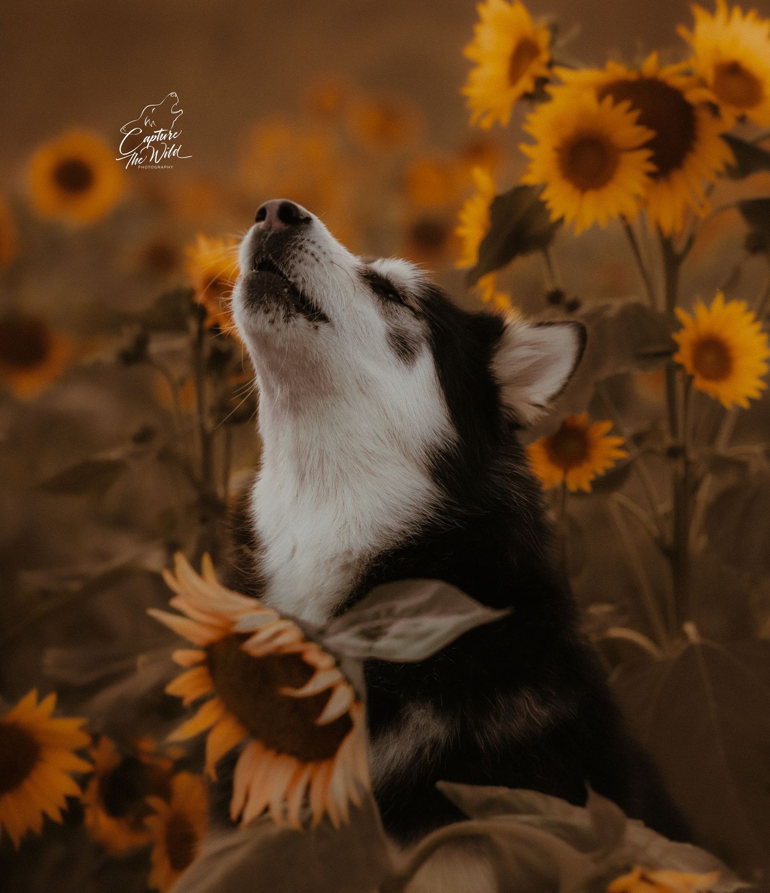 A black and white Alaskan Malamute looks up among vibrant yellow sunflowers in a field.