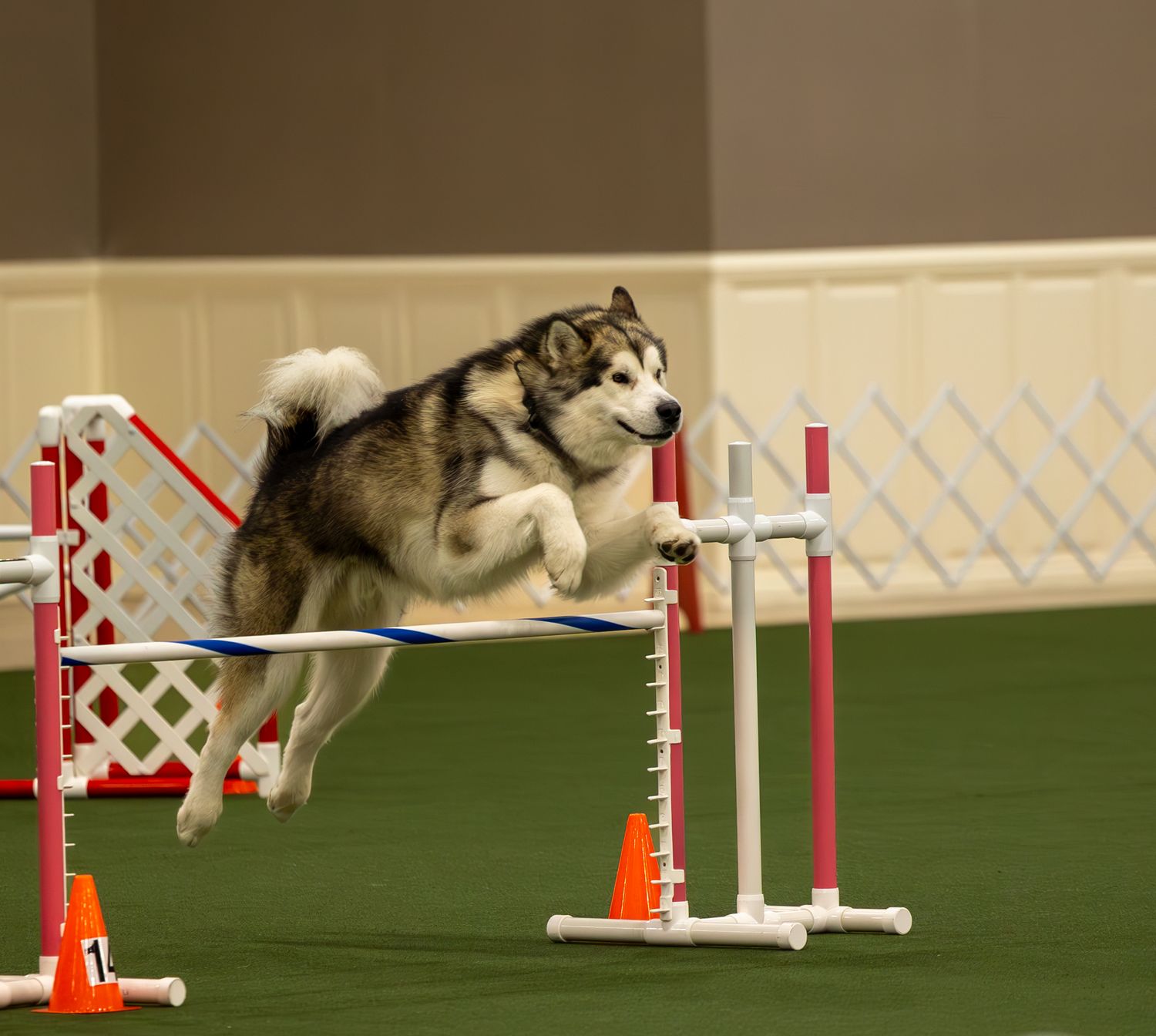 An Alaskan Malamute gracefully jumps over a hurdle during an indoor dog agility competition.