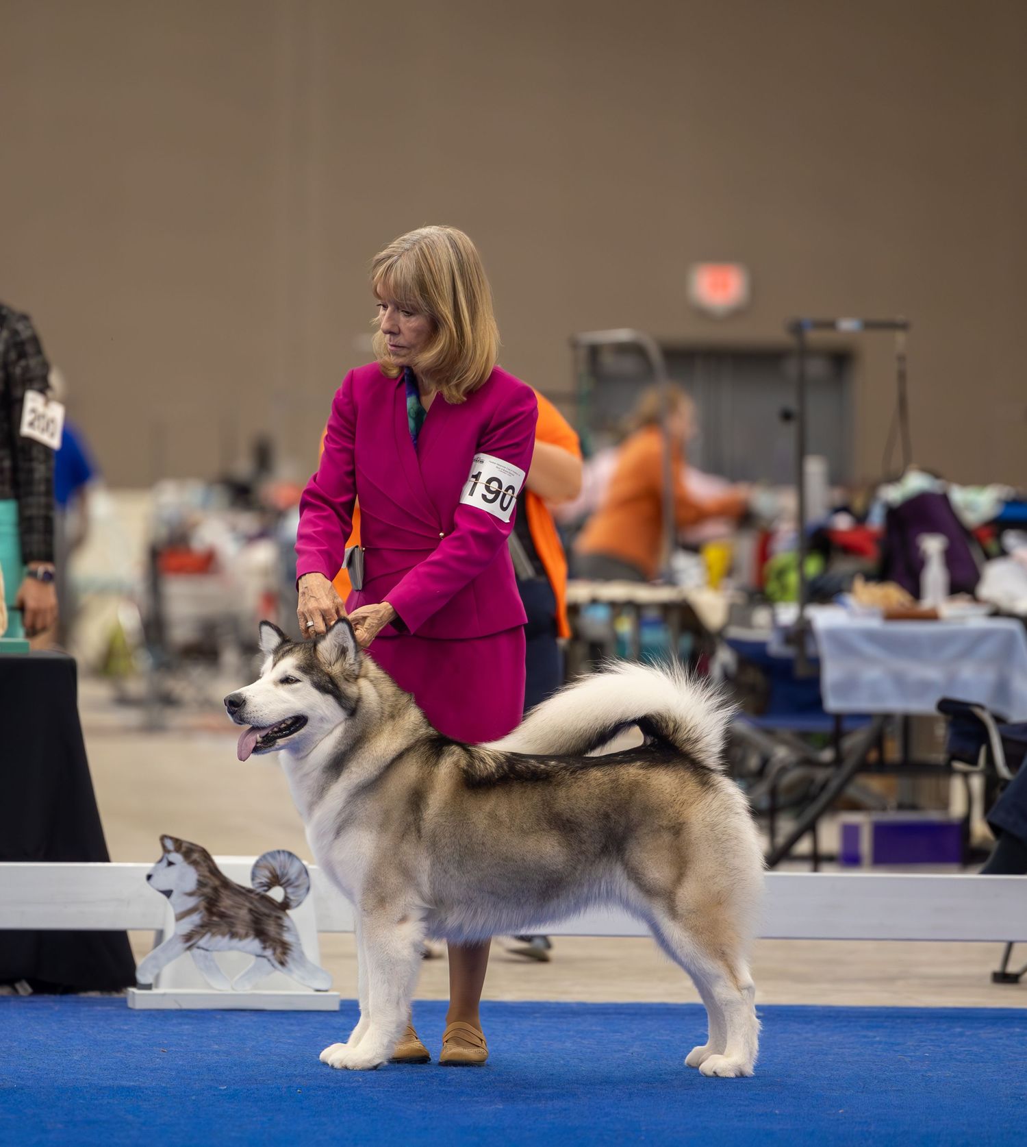 A woman in a pink suit presents an Alaskan Malamute at an indoor AKC dog show.