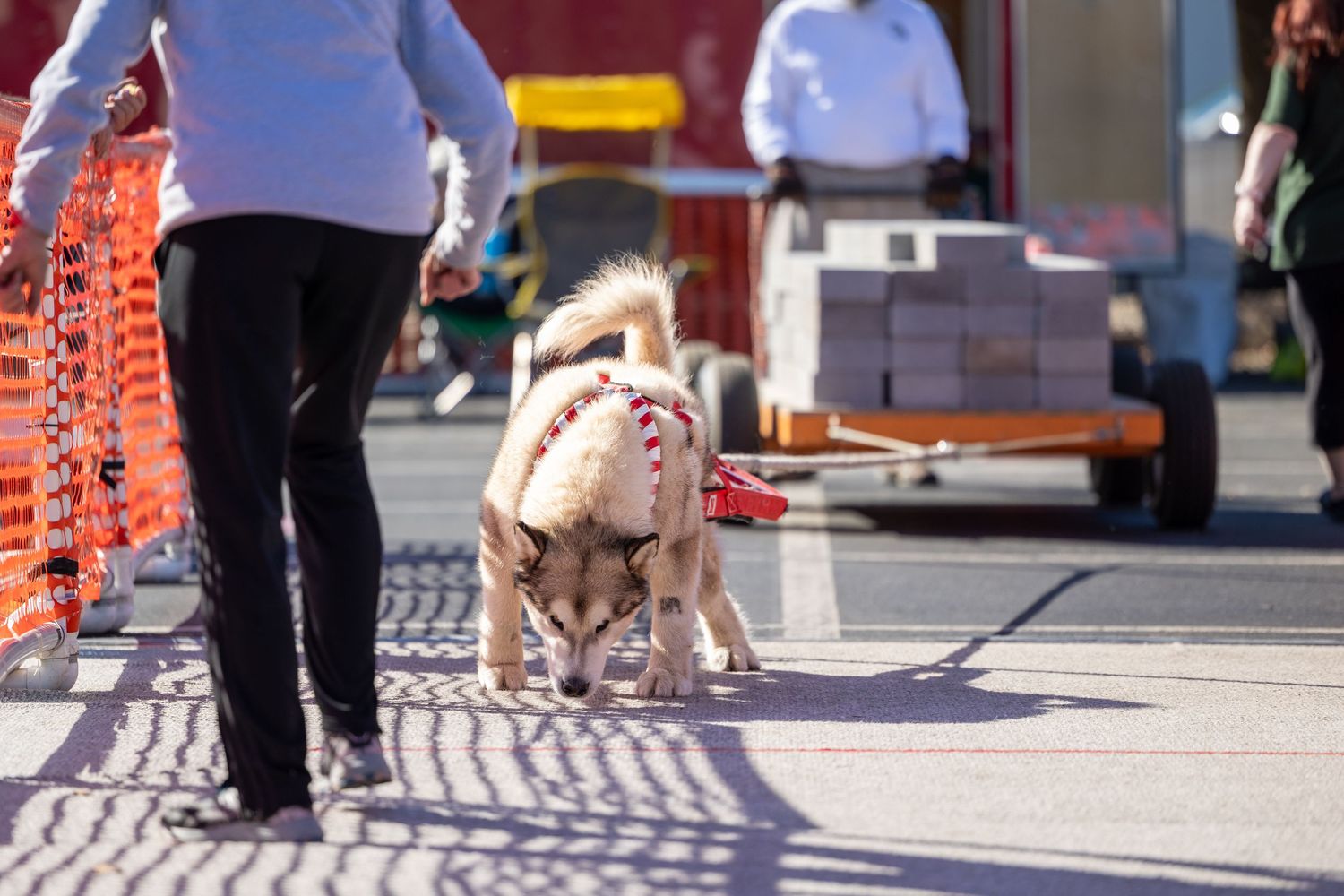 An Alaskan Malamute dog in harness walks competes with its owner at an outdoor weight pull event.