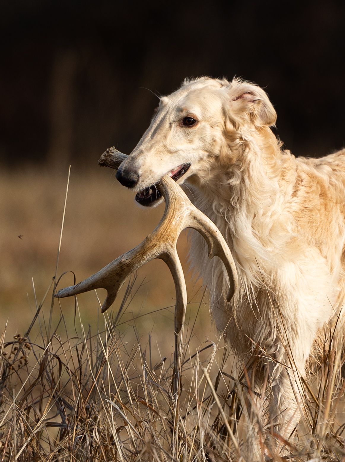 A fluffy Borzoi dog carries a large deer antler in its mouth in a field.